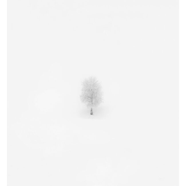 Monocrome series by Sofia Dell'Aversano Orabona: a lone tree in an all-white snowy landscape